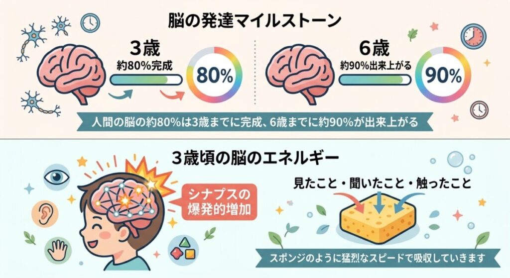 脳の発達の図解
